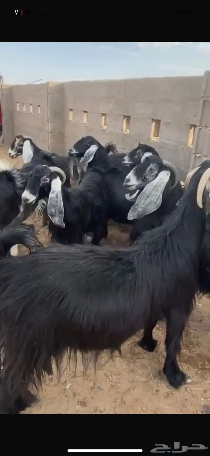 معزاء طيبه وصنف ناهيه ماشاء الله تبارك الرحمن 3