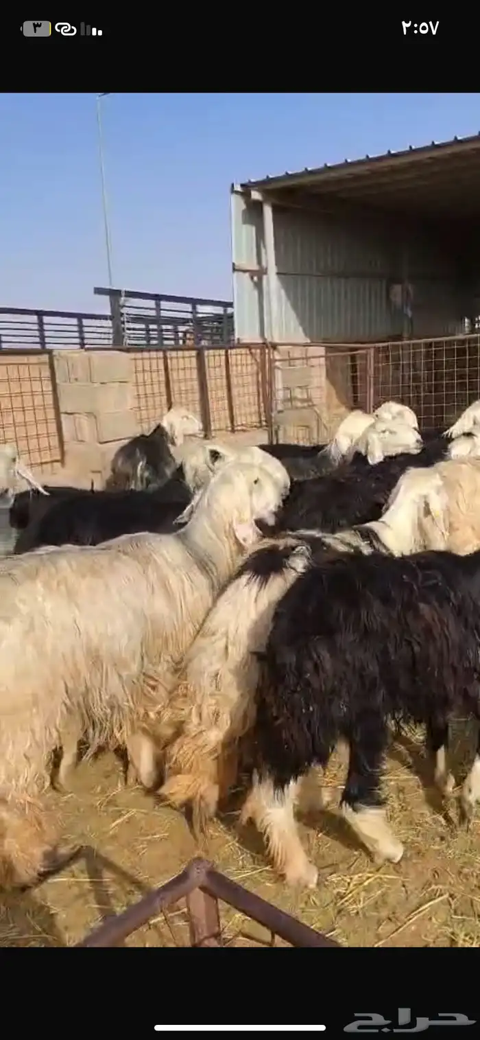 السلام عليكم ورحمة الله وبركاته اعرض لكم نجد دفيع ومواليد 2