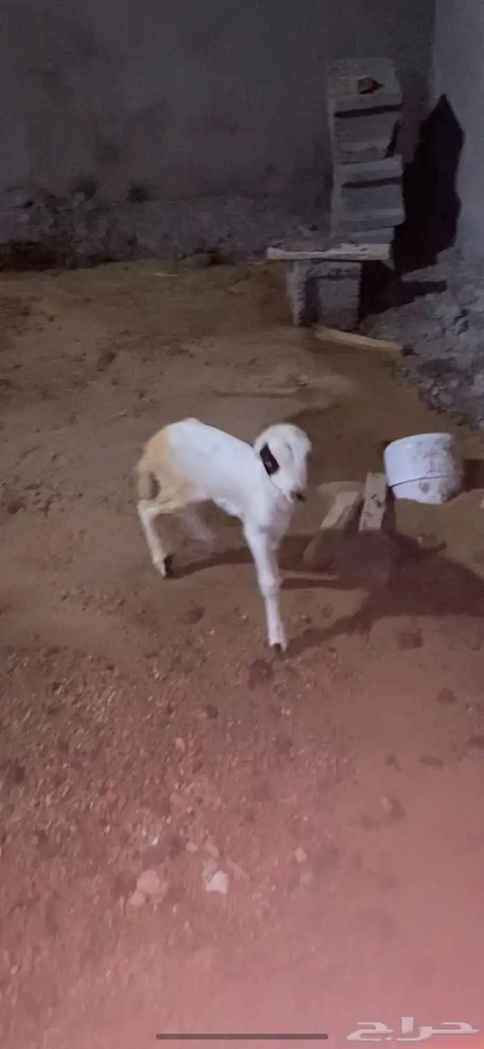 طلي دغور ع شرط 0