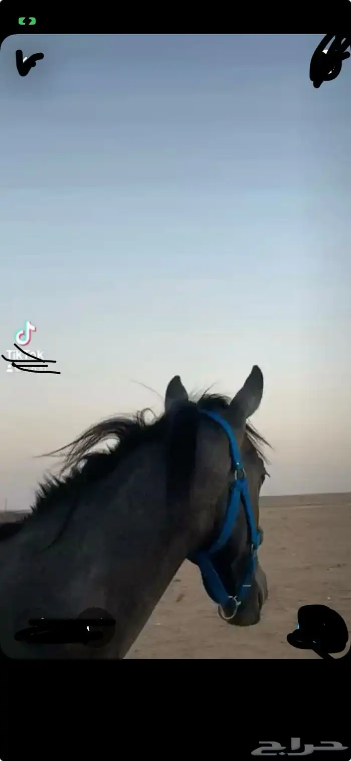 مهره عمرها سنه وثمانيه لا يوجد تقدم الفك بلحيل طيبه 4