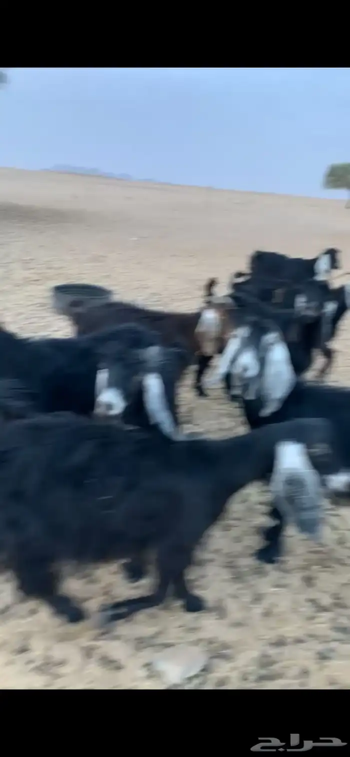 معزا عوارض وثنتين هولندي كلها دفيع وحصيب على السونار 0