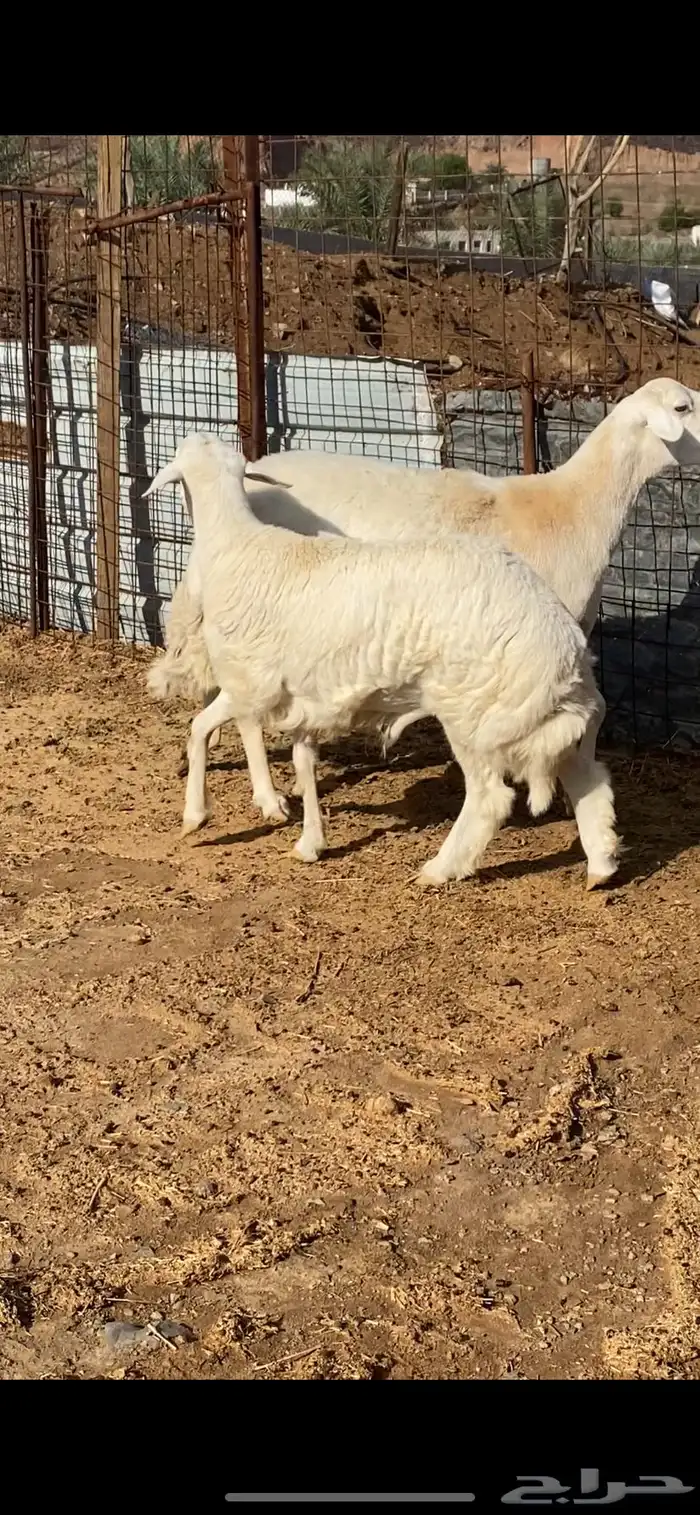 نعجة تحتها خروف صنف الصنف ( تم البيييع ) 8