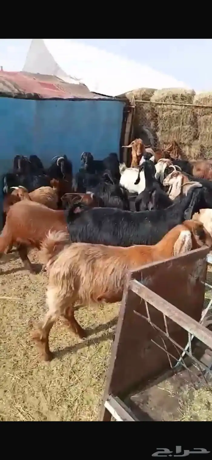 معزا مشاريك جبره ومكرمه ( مضاريع دفيع قريب ولاده ) 20