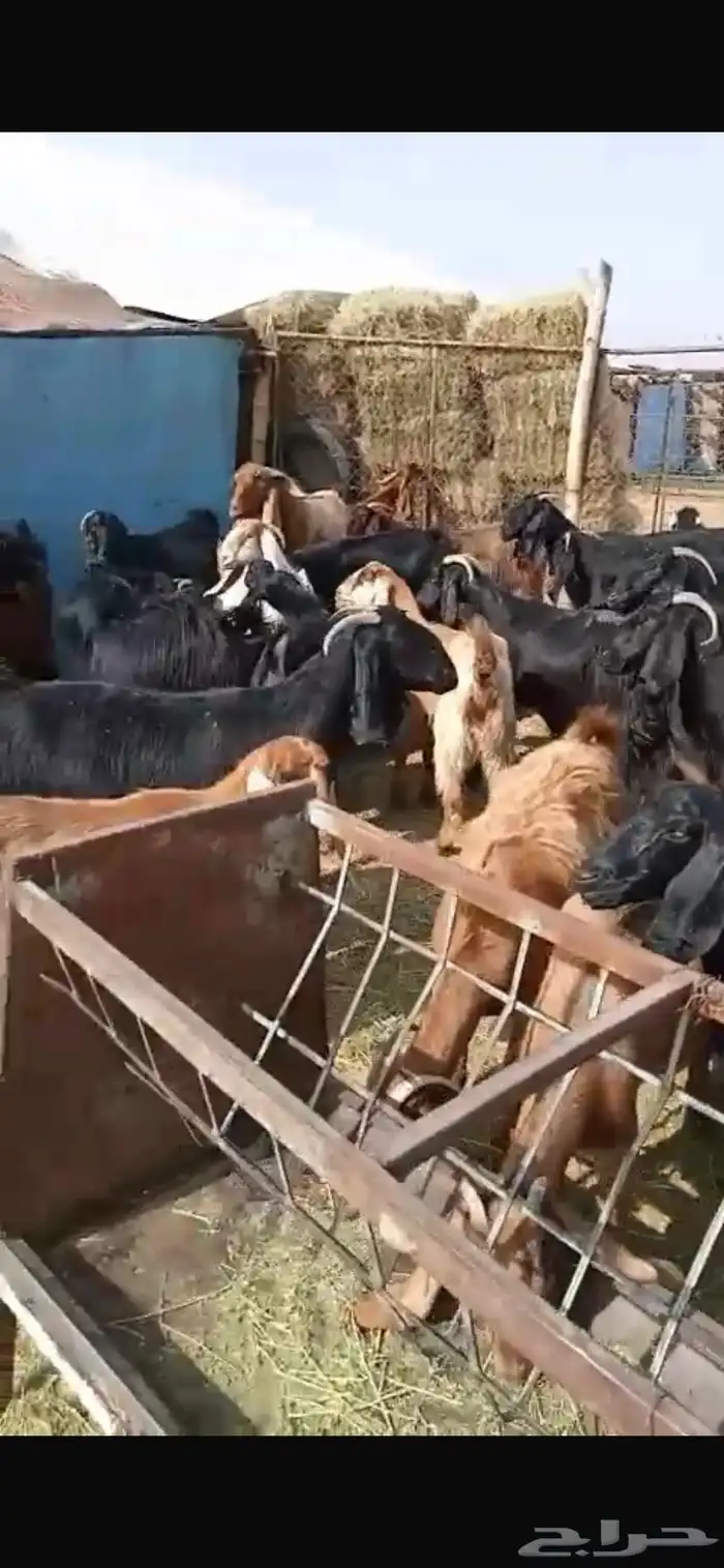 معزا مشاريك جبره ومكرمه ( مضاريع دفيع قريب ولاده ) 4