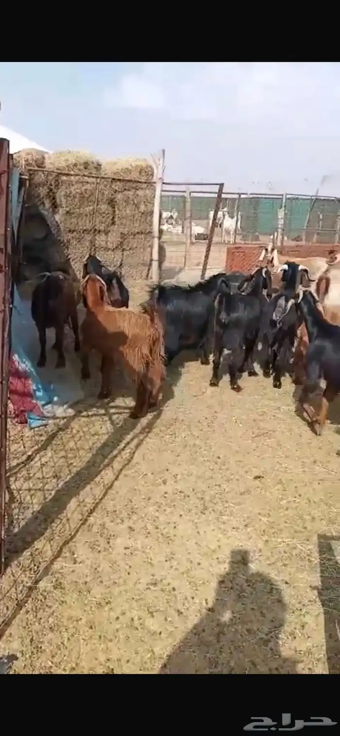 معزا مشاريك جبره ومكرمه ( مضاريع دفيع قريب ولاده ) 1