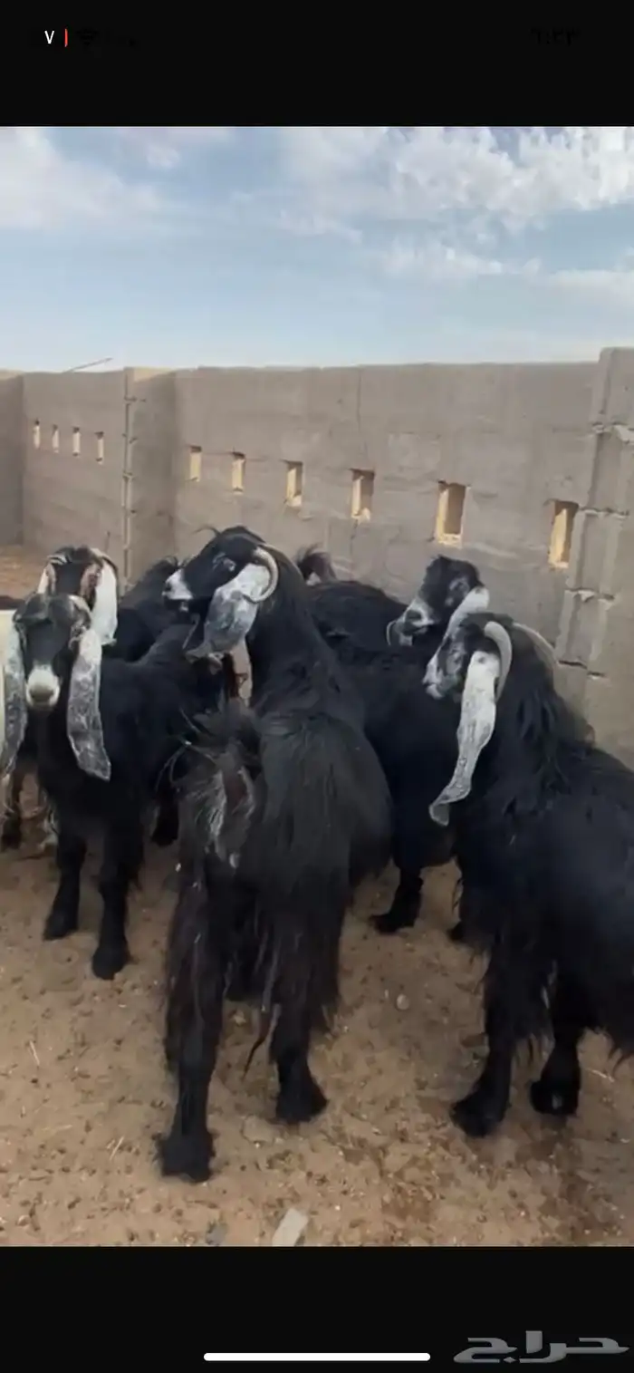 معزاء طيبه وصنف ناهيه ماشاء الله تبارك الرحمن 4