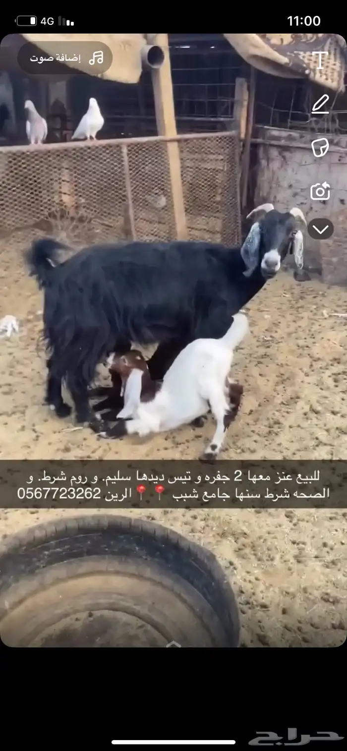 عنز متبع بتيس و جفره 1