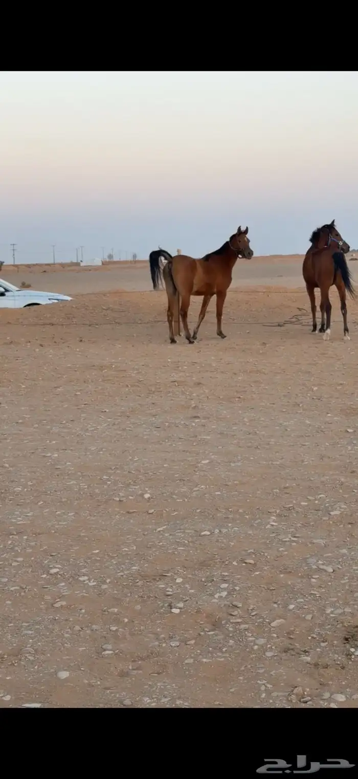 فرس للبيع 3