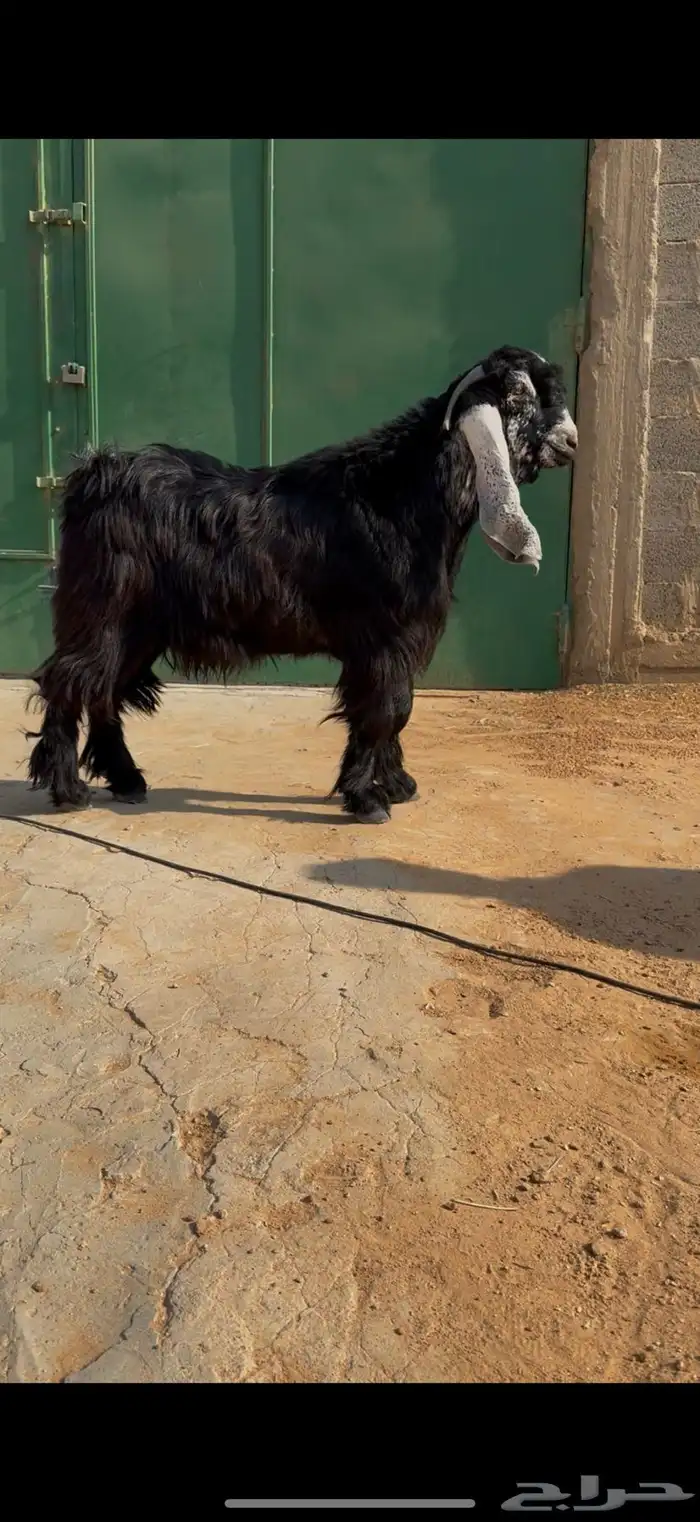 مشروع فحل جذع عارضي معرف صنف خصم 3