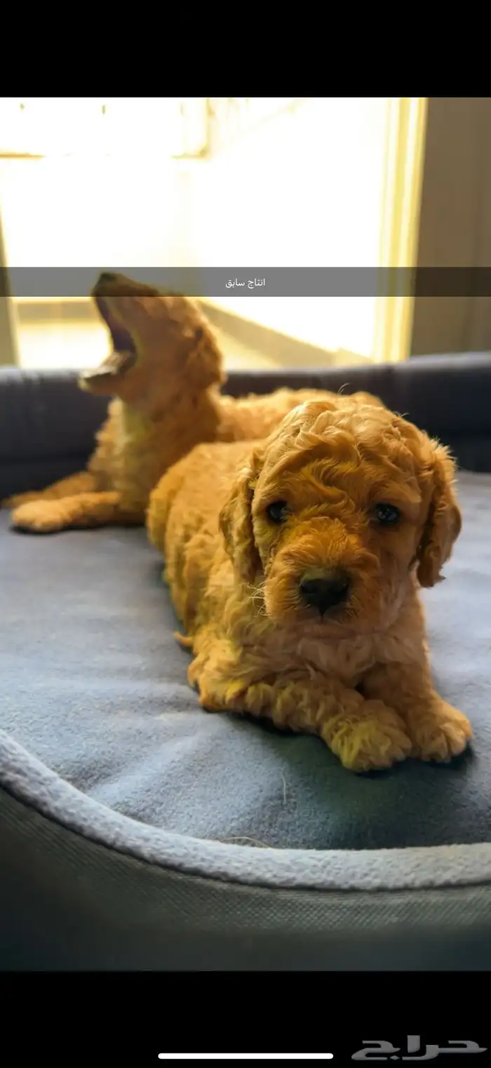 مستويات جراء بودل للحجزويوجد صور انتاج السابق وصور الأهالي 5