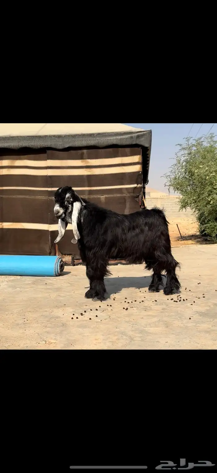 مشروع فحل جذع عارضي معرف صنف خصم 1