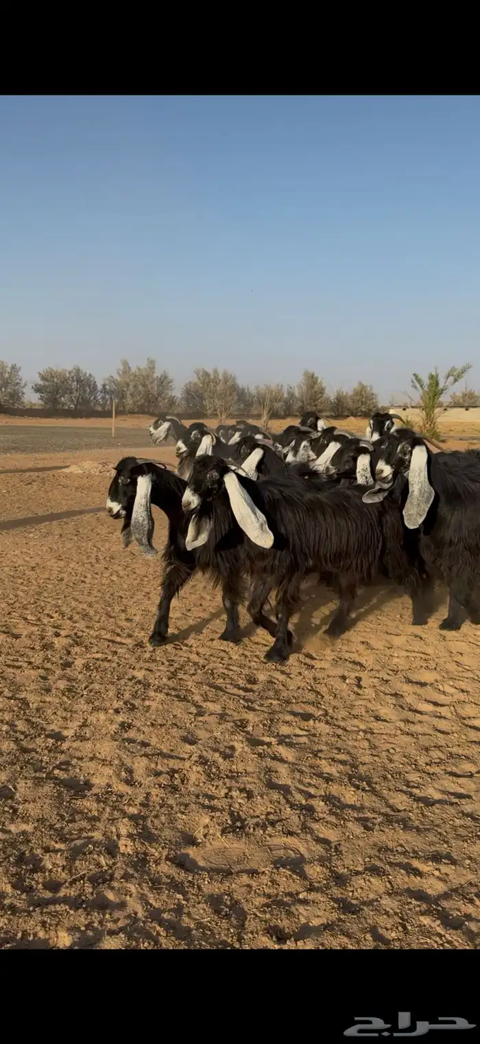 مراح معزا عوارض نوادر دفيع وضريع 4