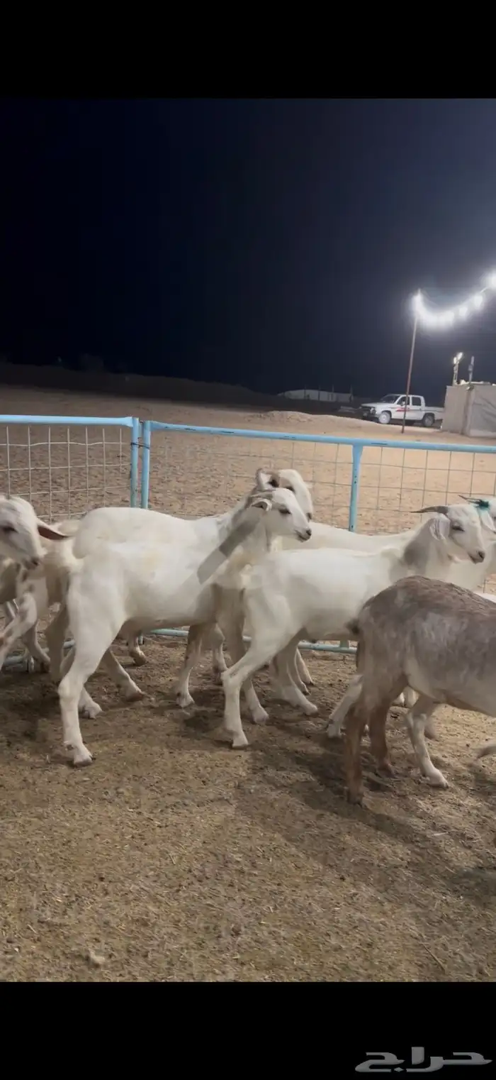 تيوس بيشيه ذبايح 5