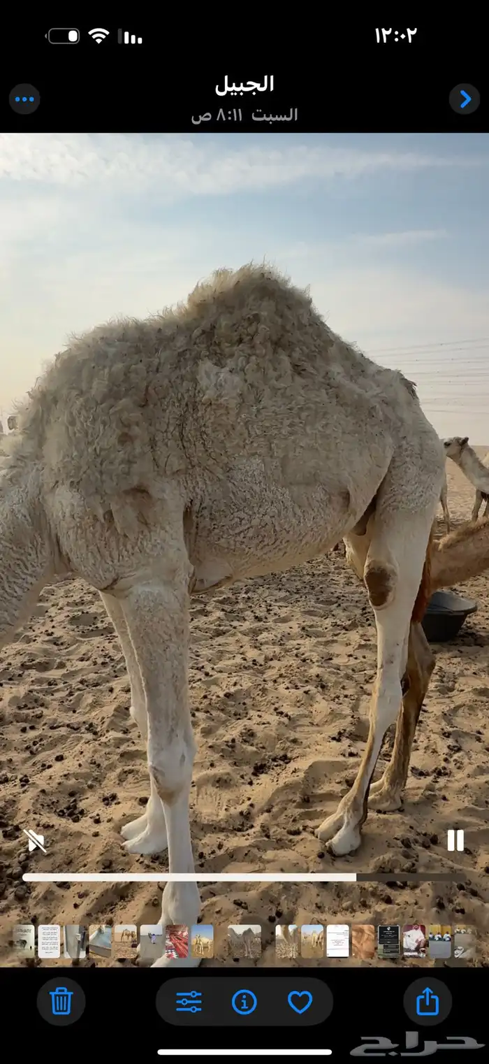 قعود للبيع 3