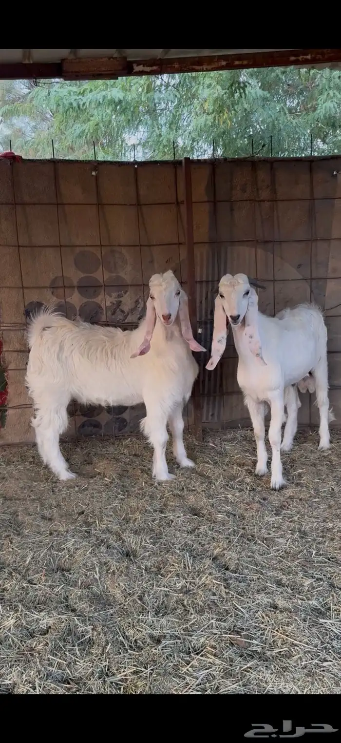 تيوس جذعان طيبات غرب الرياض 1