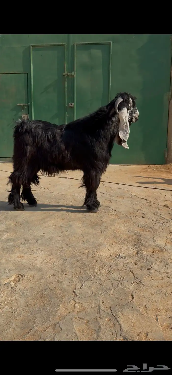 مشروع فحل جذع عارضي معرف صنف خصم 6