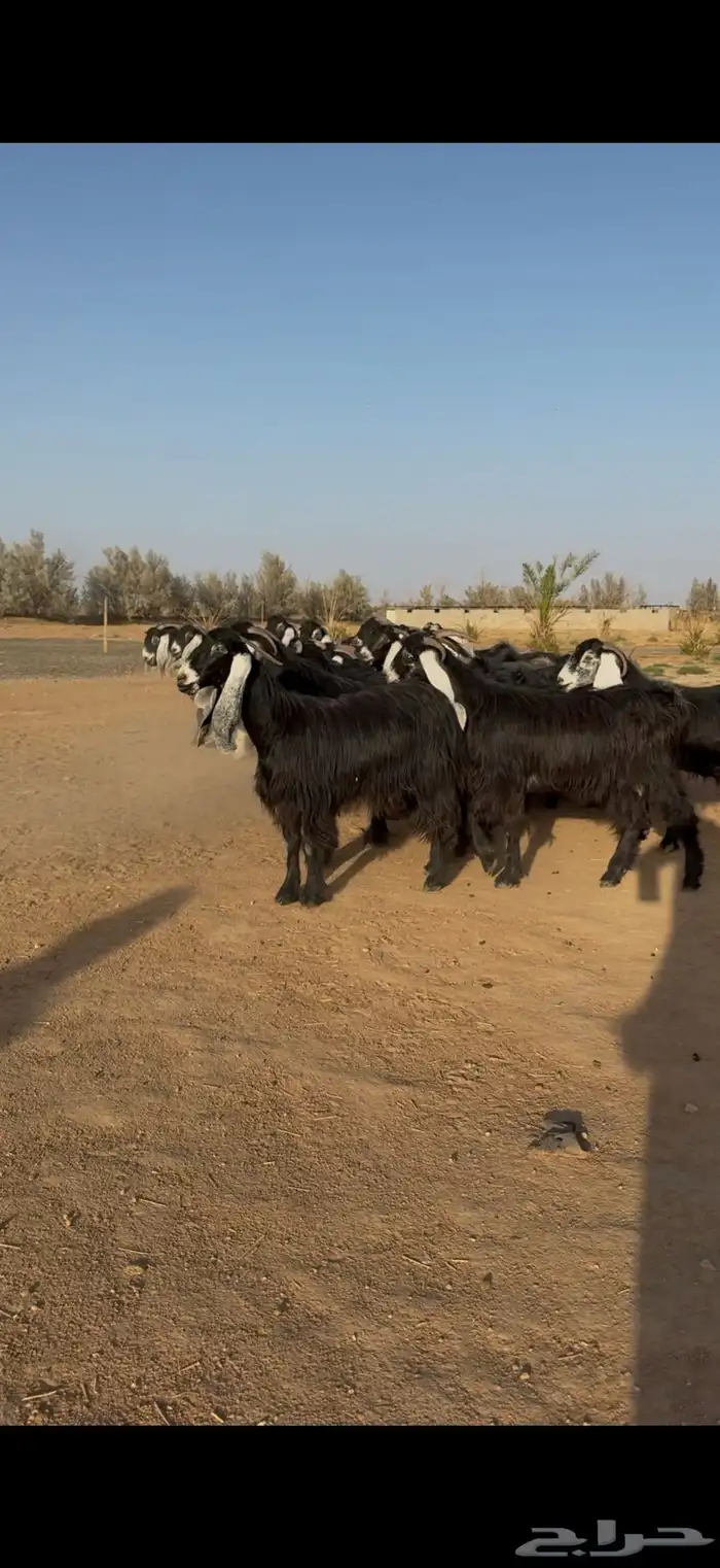 مراح معزا عوارض نوادر دفيع وضريع 6