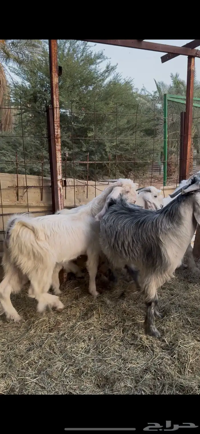 تيوس جذعان طيبات غرب الرياض 0