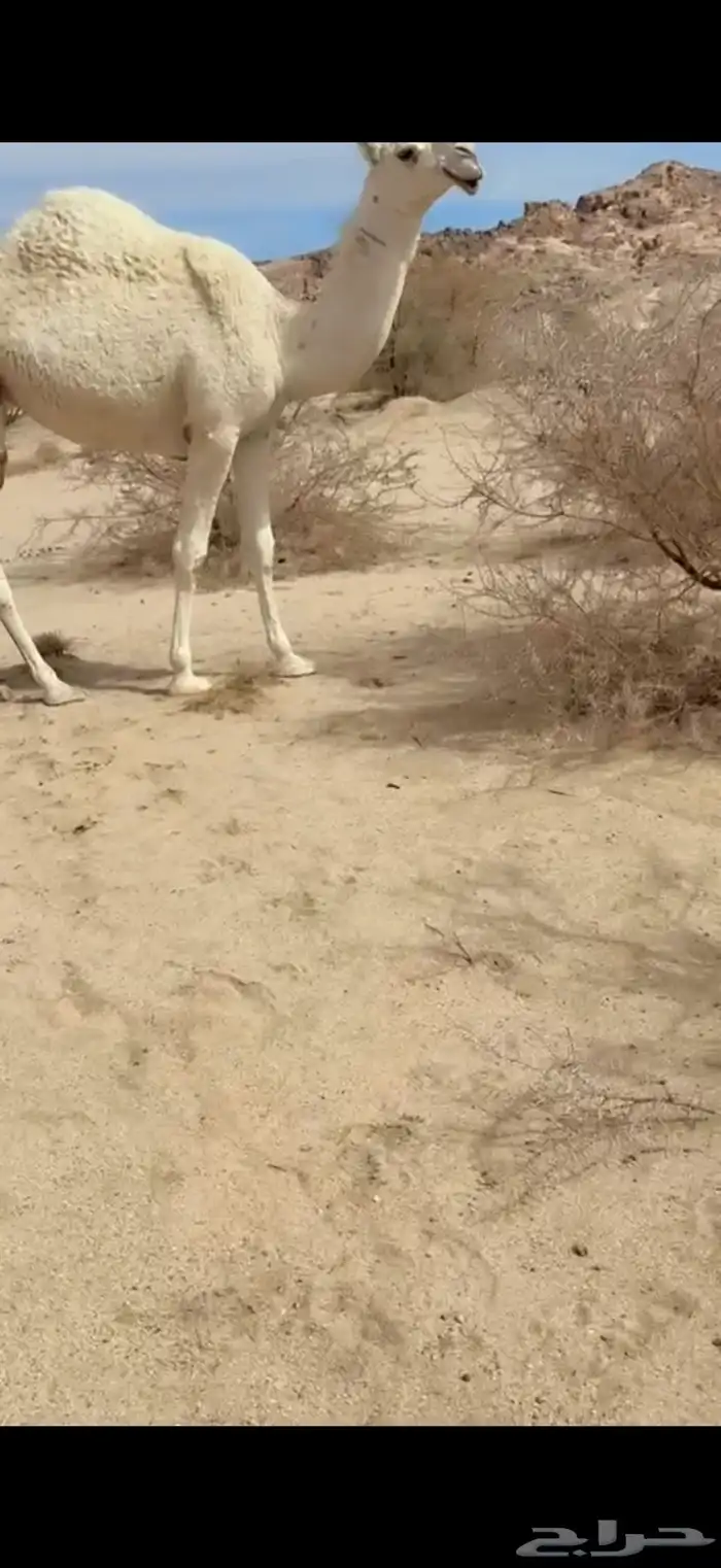 للبيع بعير اوضح 7