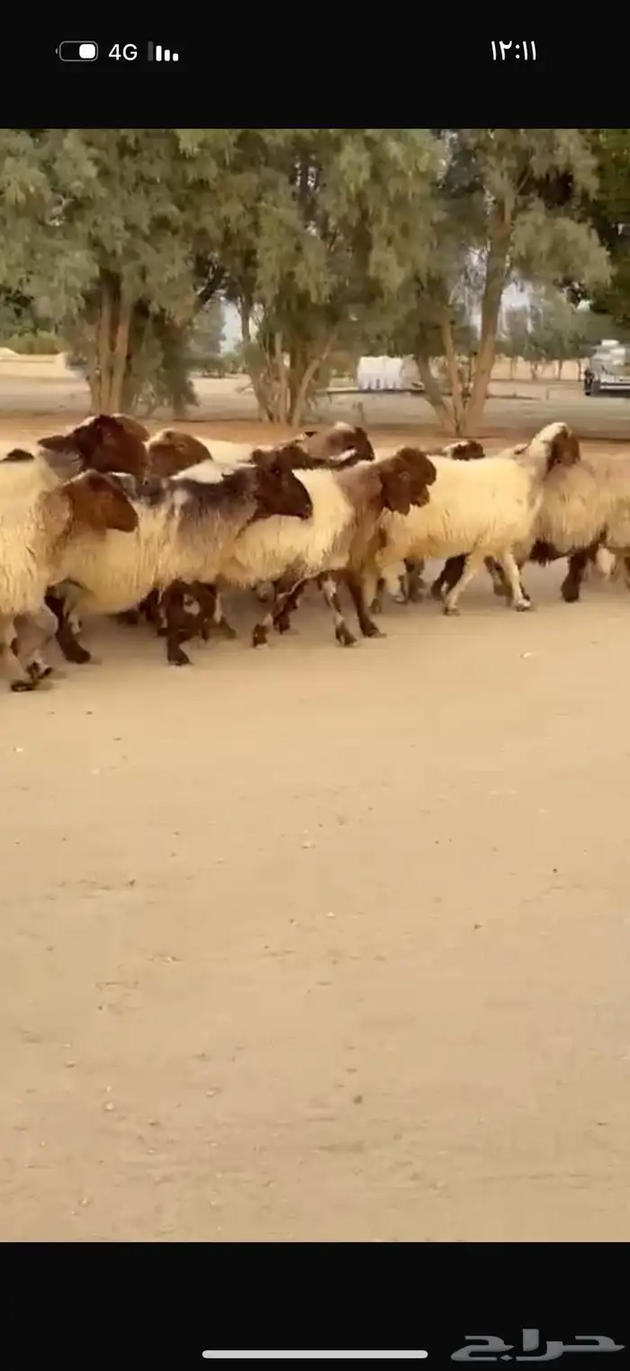 غنم نعيم دفيع 0