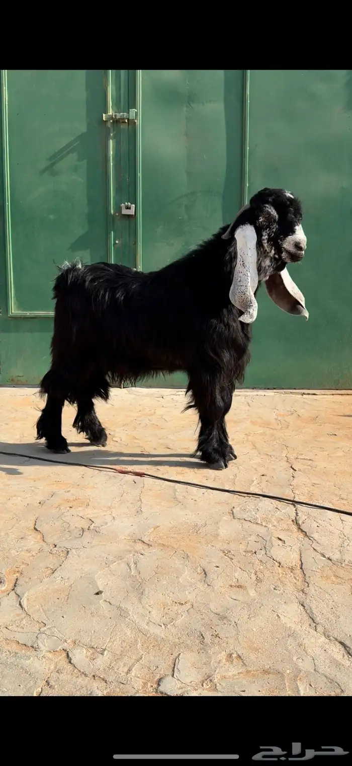 مشروع فحل جذع عارضي معرف صنف خصم 4