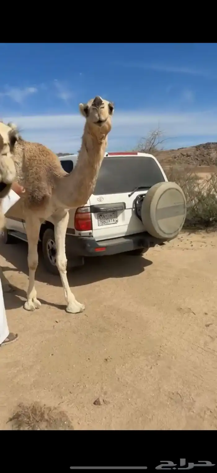 للبيع بعير اوضح 6