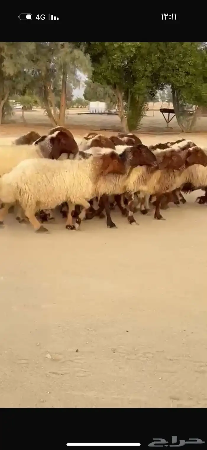 غنم نعيم دفيع 1