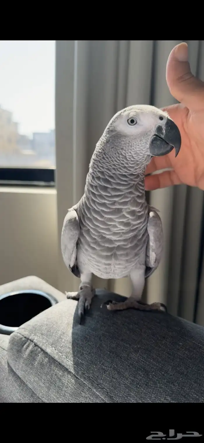 كاسكو متكلم 1