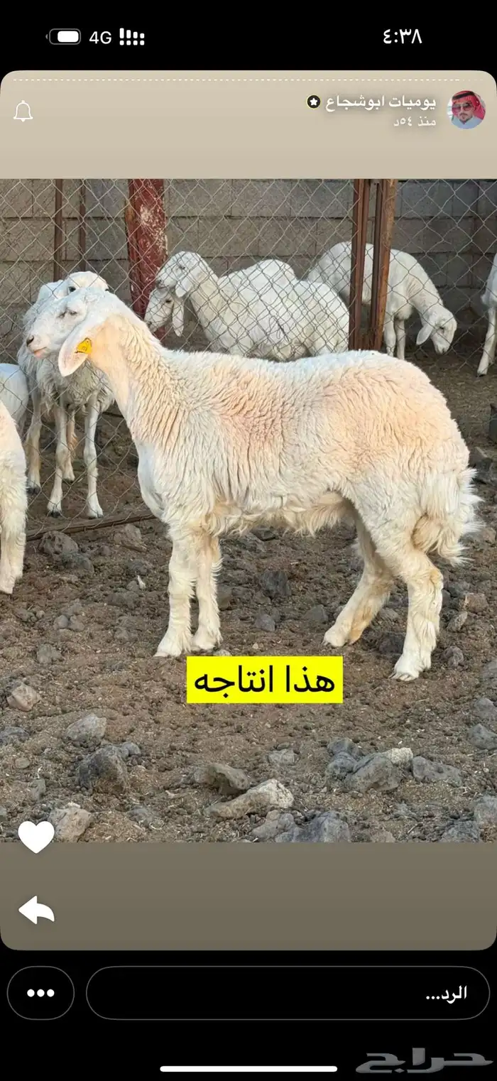 طلي فحل صنف 1