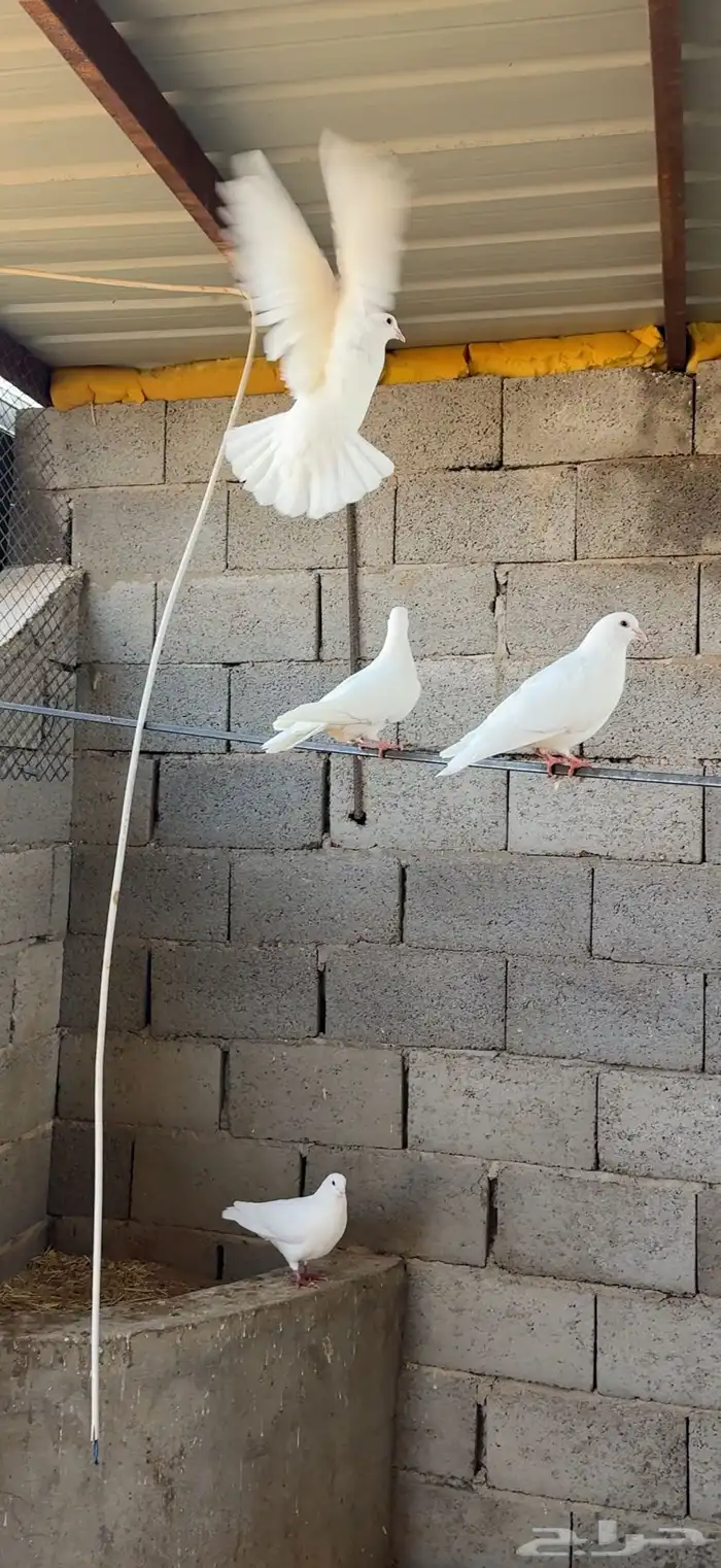 حمام فرنسي ابيض 20 جوز مفروز وجاهز 10