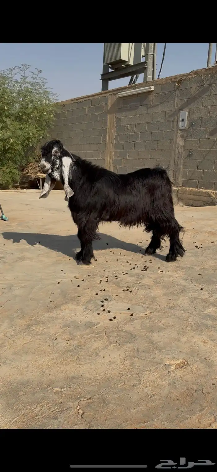 مشروع فحل جذع عارضي معرف صنف خصم 5