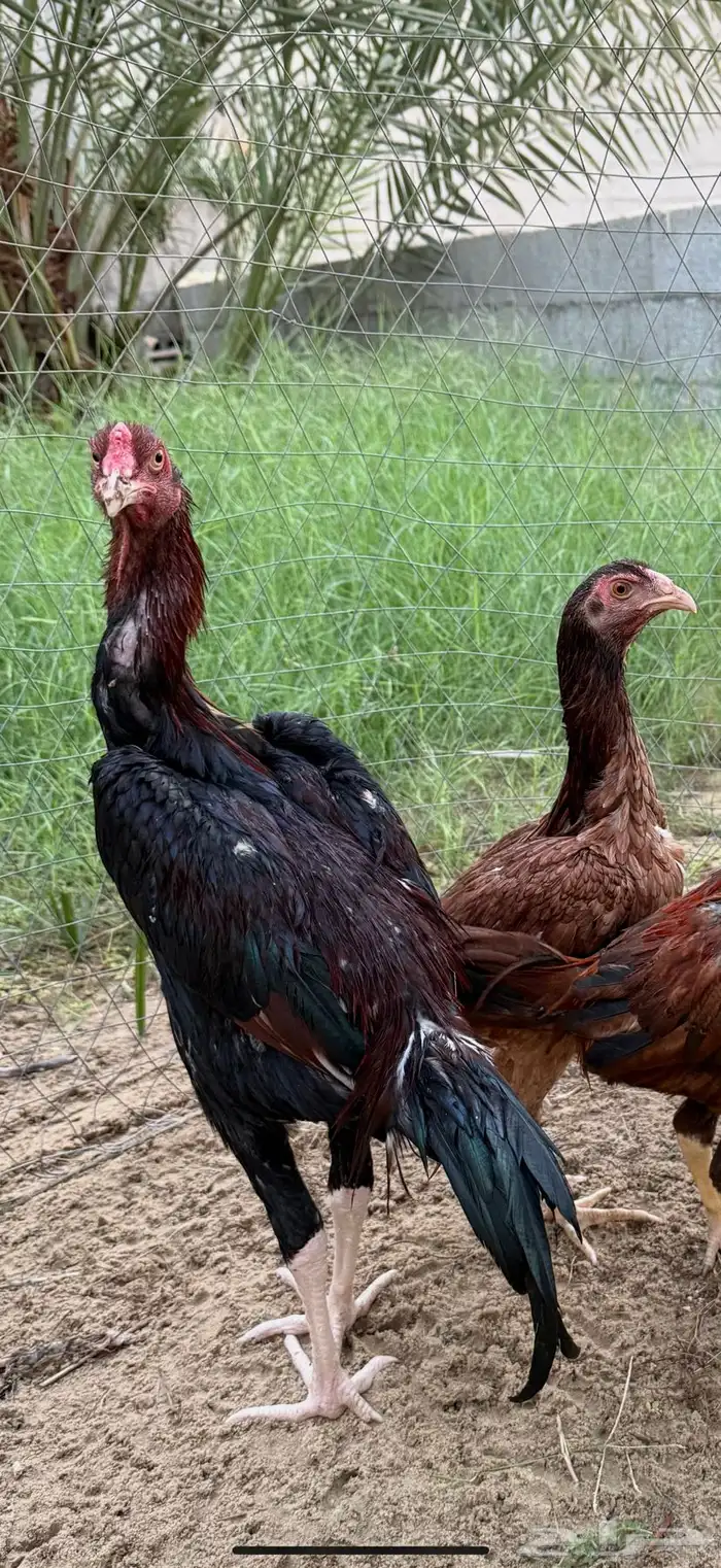 الدجاج و الديك هندي عمره 7شهور 0