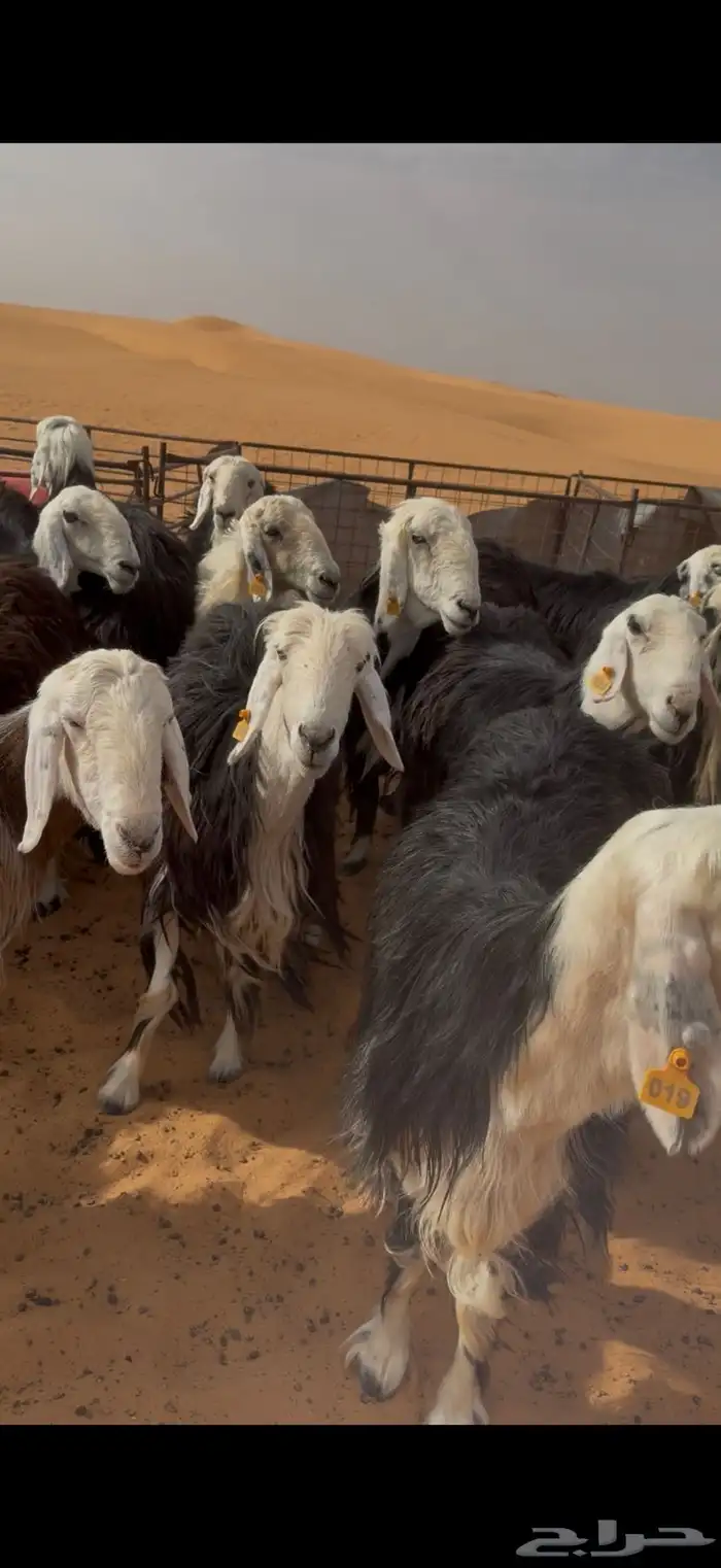 للبيع غنم نجد 4