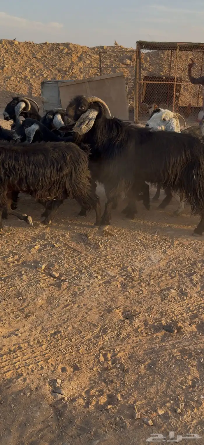 للبيع معزا عوارض 21 بالفحل تم البيع تم البيع 0