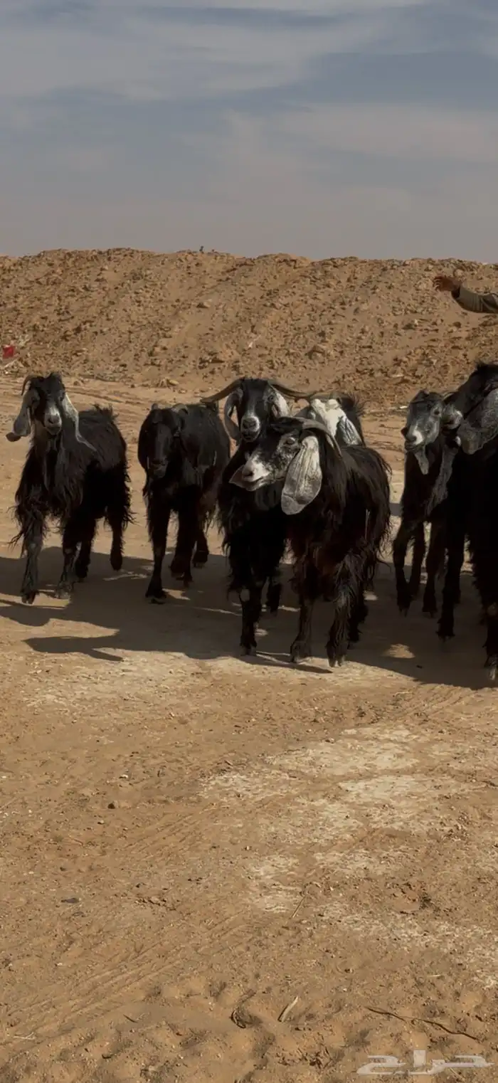 للبيع معزا عوارض 21 بالفحل تم البيع تم البيع 1