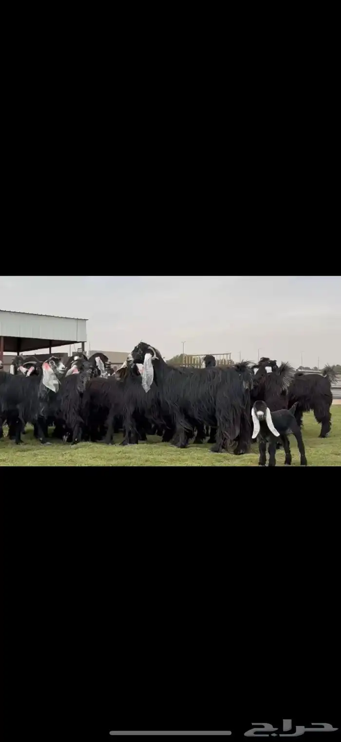 مراح عوارض صنف فاخره اغلبها حصيب تبي توالد 3