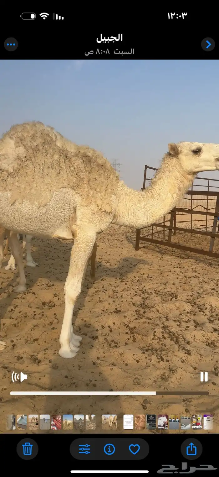 قعود للبيع 0