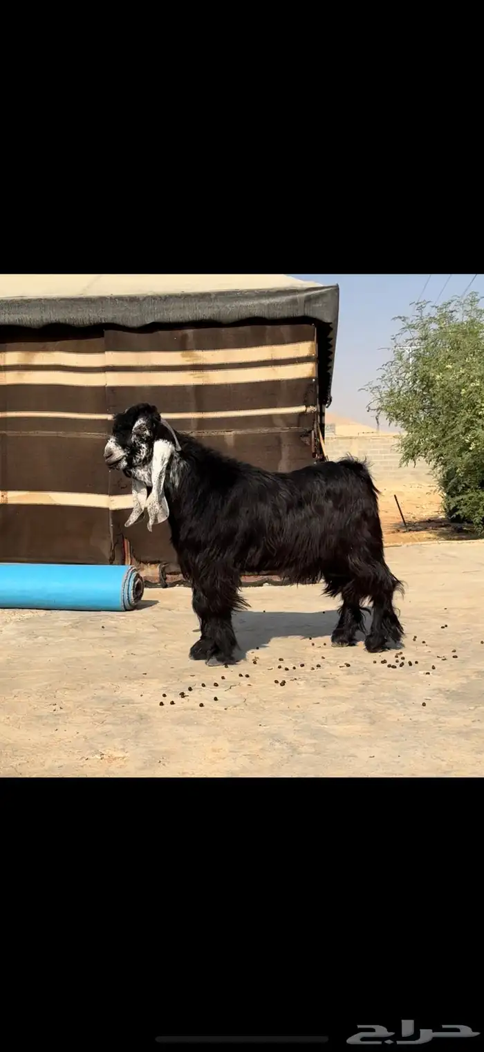 مشروع فحل جذع عارضي معرف صنف خصم 0