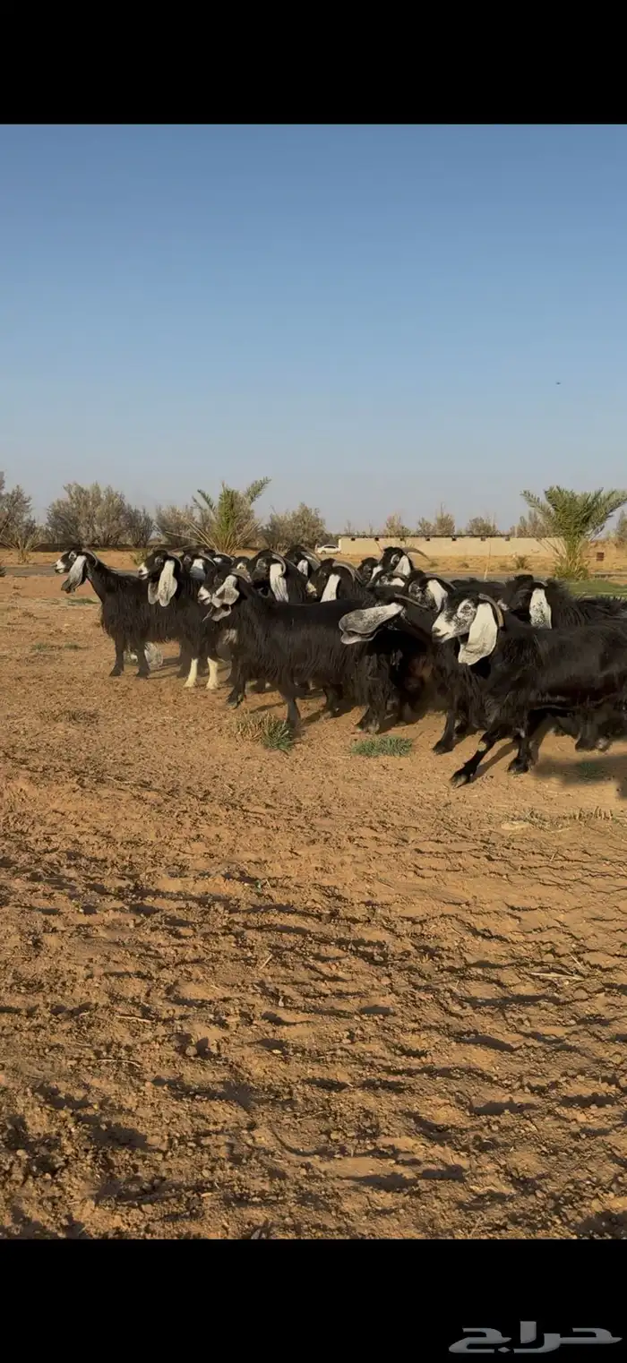 مراح معزا عوارض نوادر دفيع وضريع 11