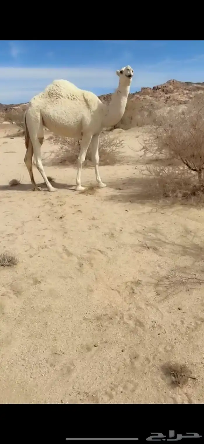 للبيع بعير اوضح 9
