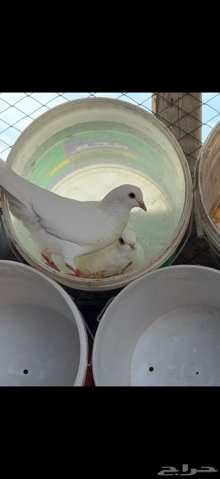 حمام فرنسي ابيض 20 جوز مفروز وجاهز 9