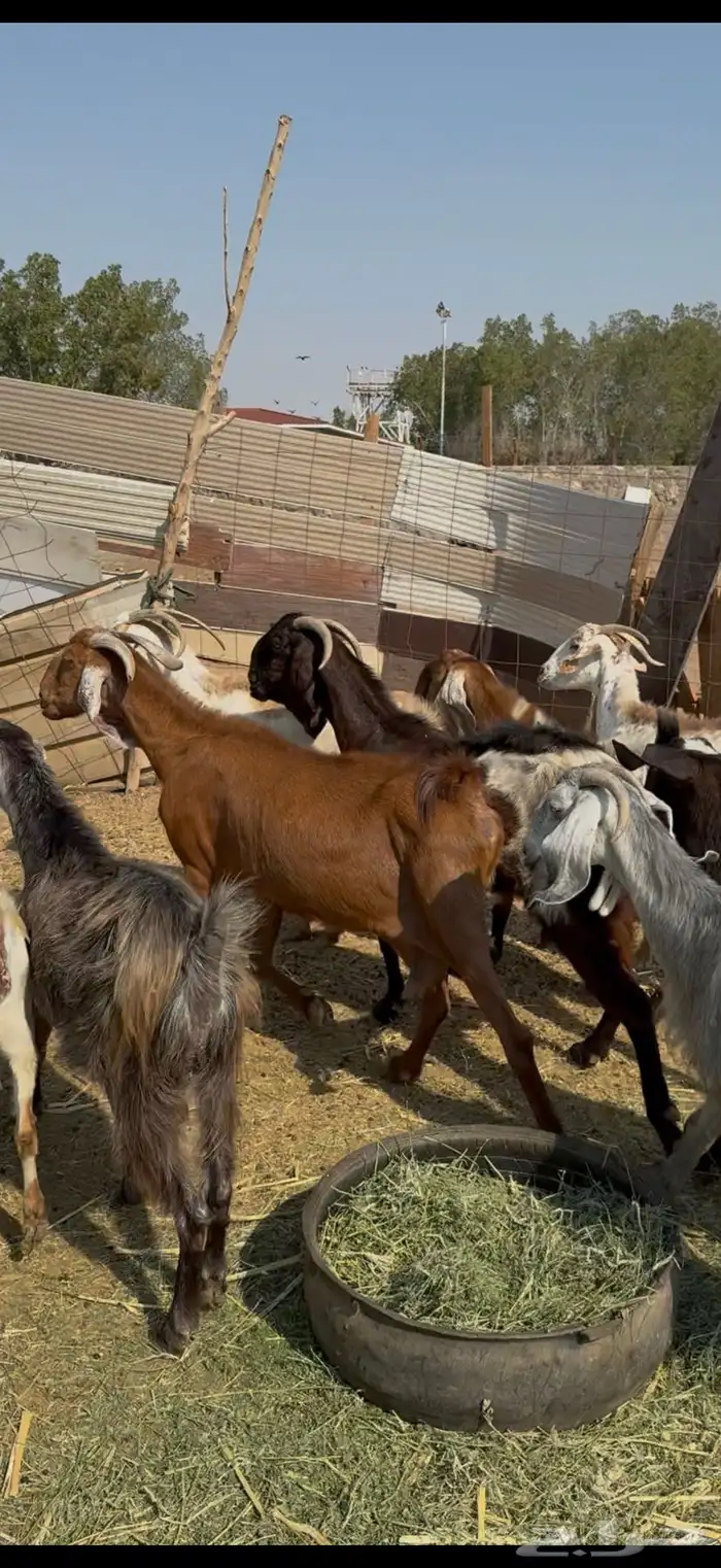 11 معزا سوريات دفيع معزا كفوو وجروم عاليه ع 670(( تم البيع)) 4