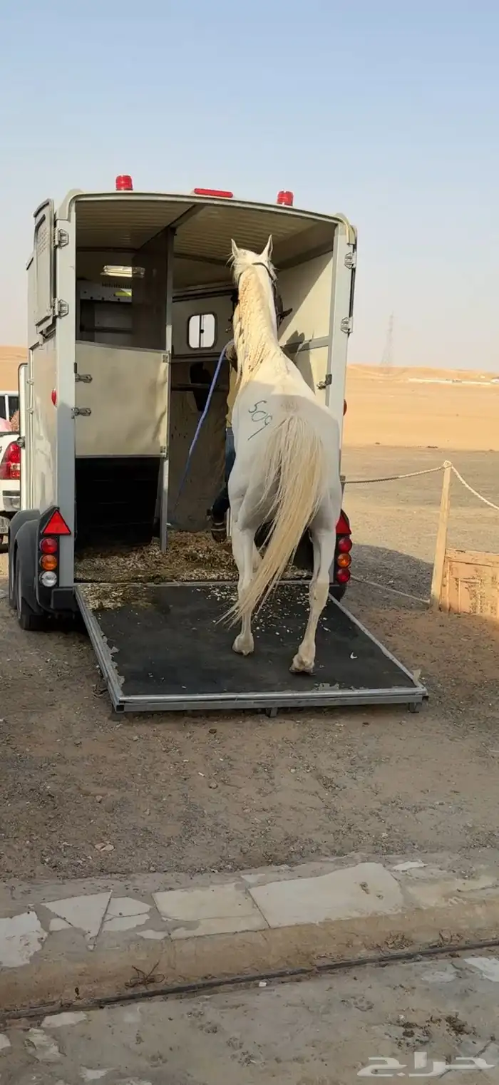 عربة توصيل خيل نقل خيول في النعيريه 1