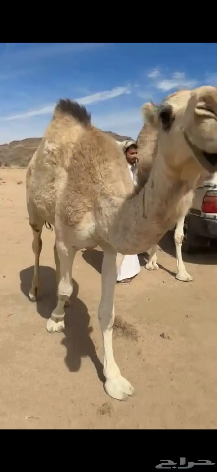 للبيع بعير اوضح 4