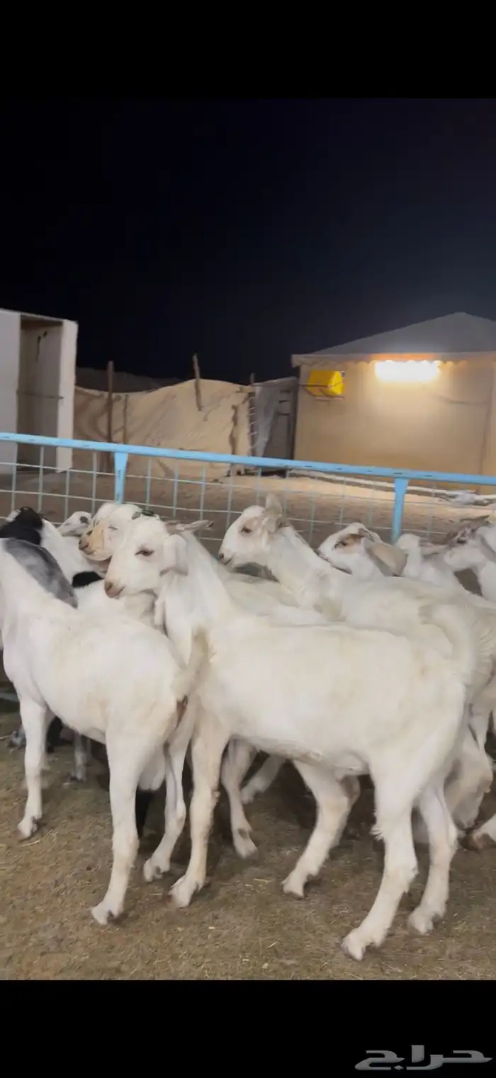 تيوس بيشيه ذبايح 6