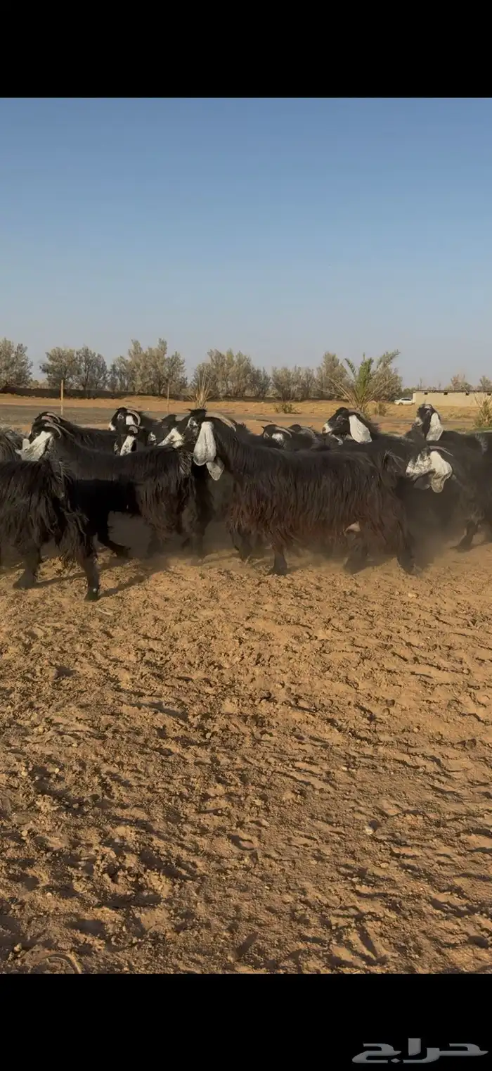 مراح معزا عوارض نوادر دفيع وضريع 5