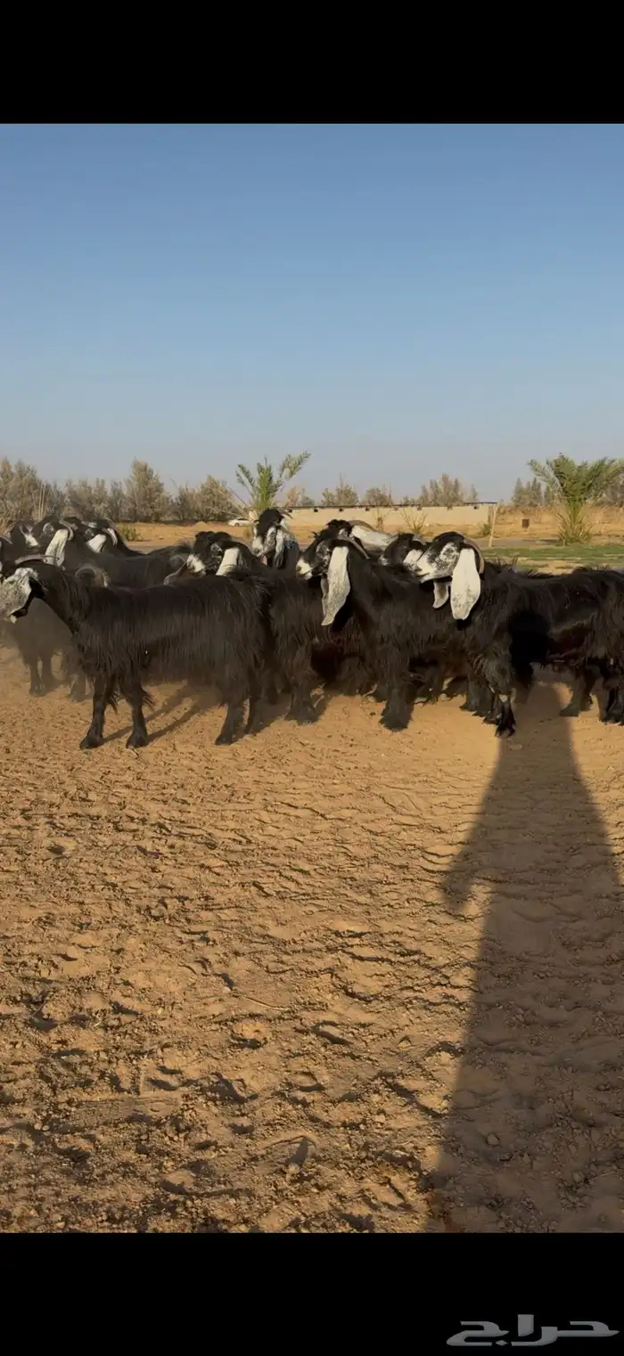 مراح معزا عوارض نوادر دفيع وضريع 3