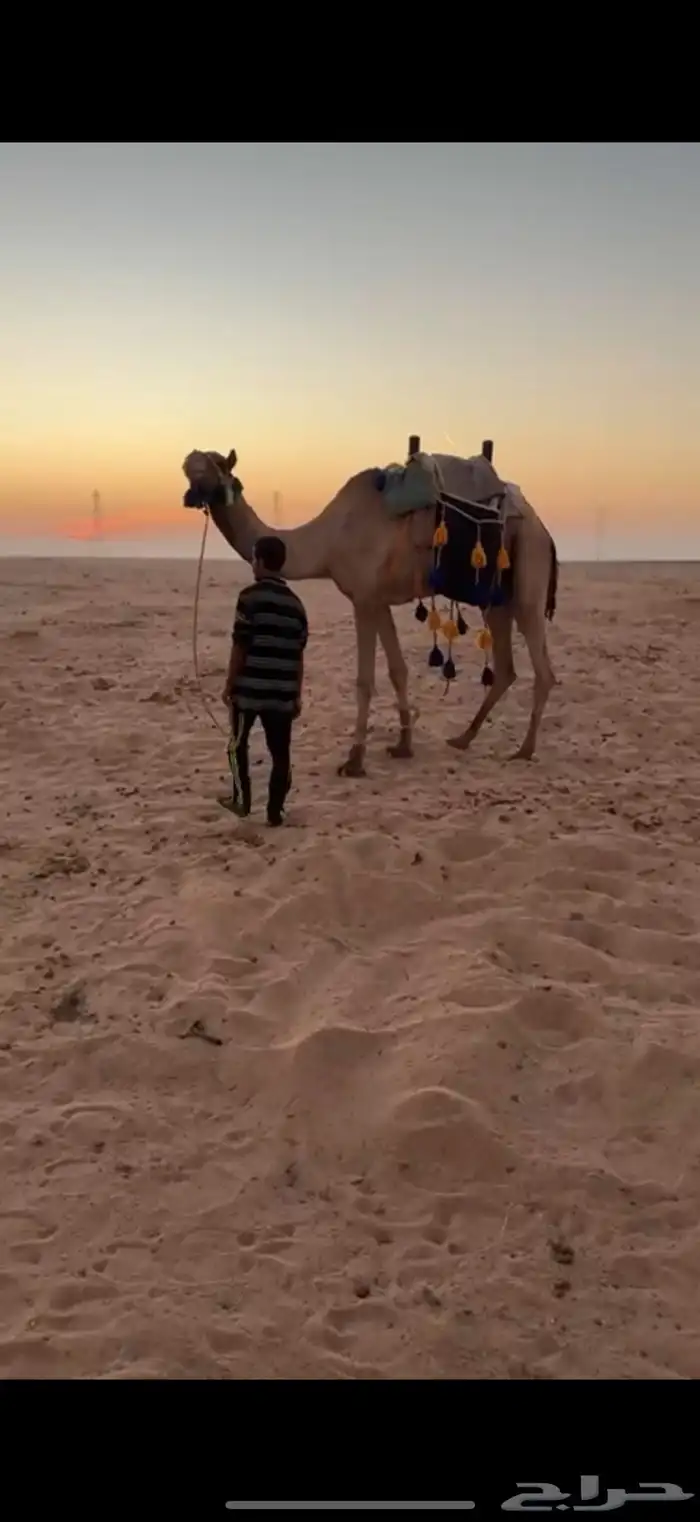 للبيع ركبي 0