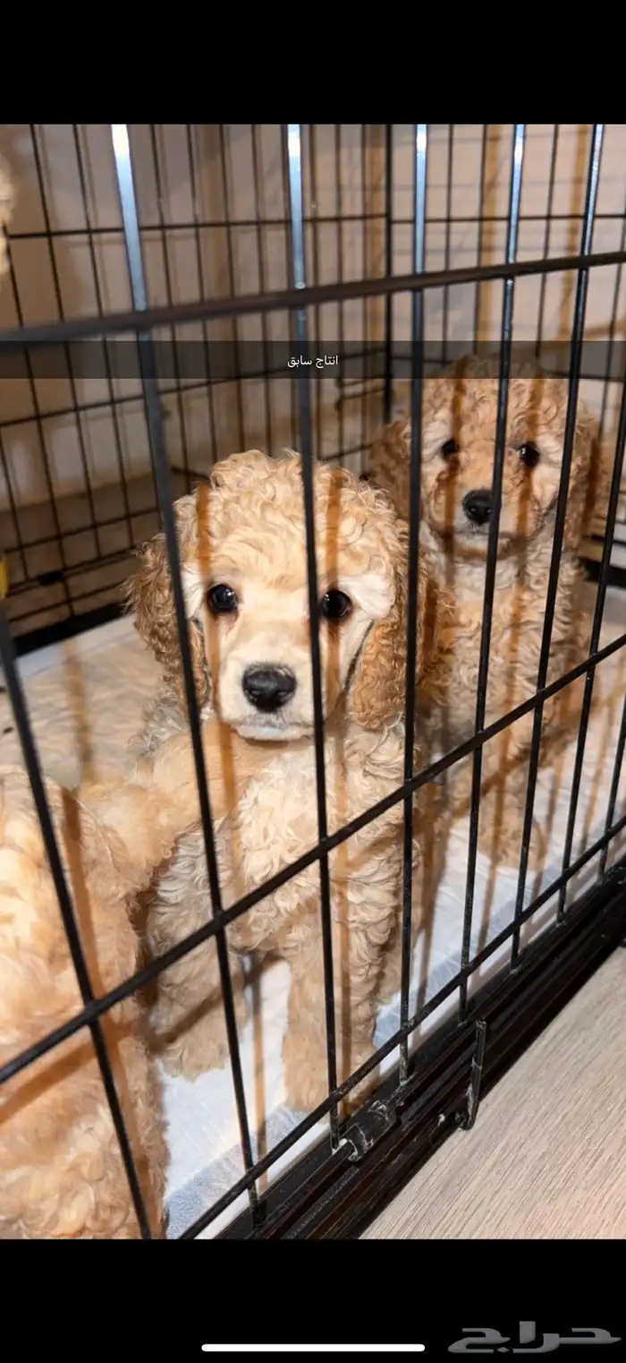 مستويات جراء بودل للحجزويوجد صور انتاج السابق وصور الأهالي 6