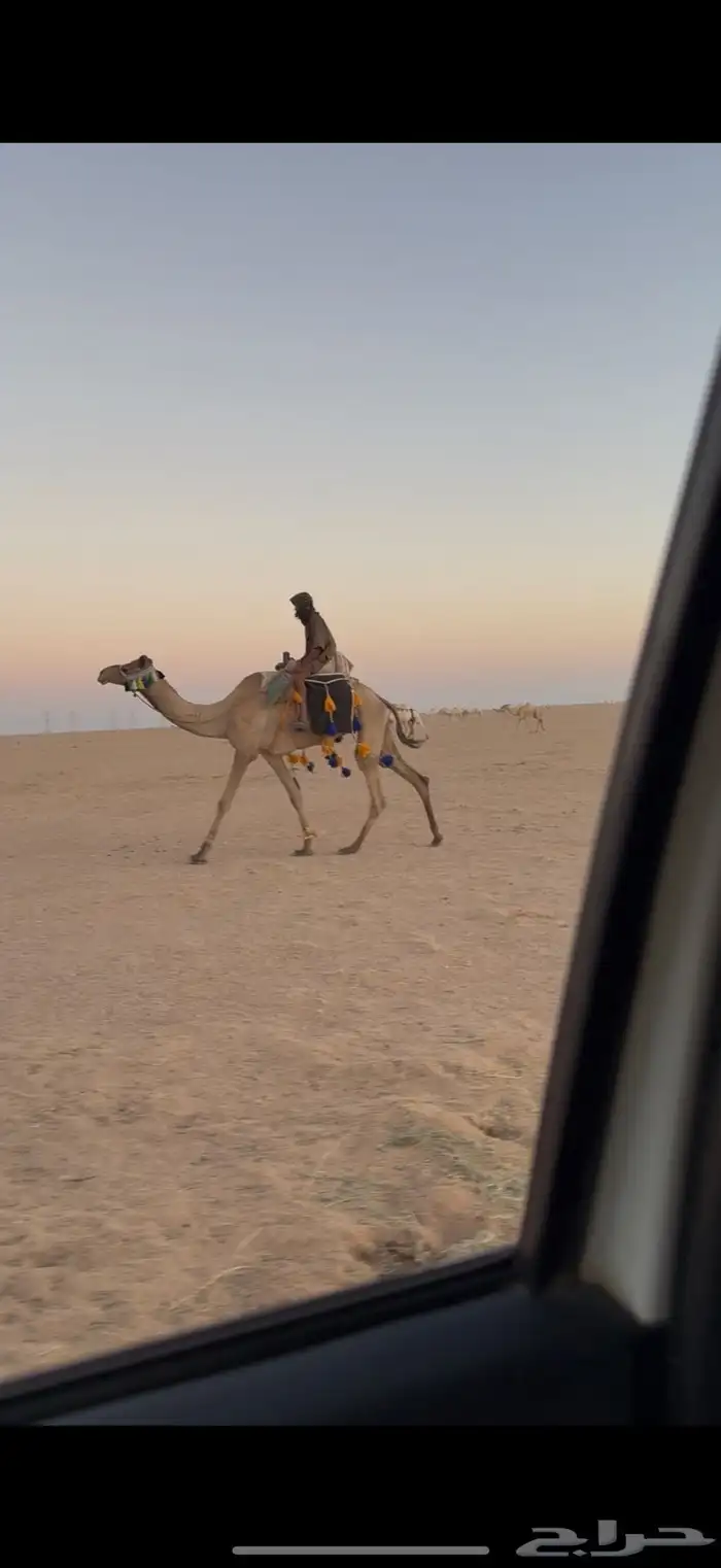 للبيع ركبي 2